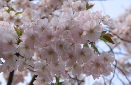 Close-up photo of the branch of light pink cherry tree (sakura) in full bloom against a blurred background in the park