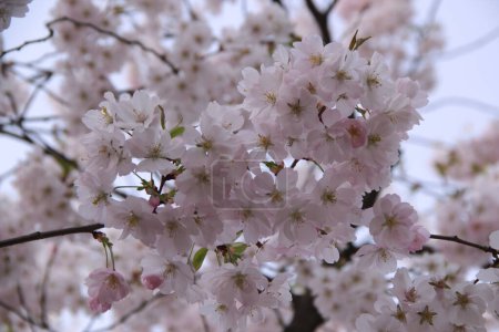 Nahaufnahme des Zweiges des hellrosa Kirschbaums (Sakura) in voller Blüte vor verschwommenem Hintergrund im Park