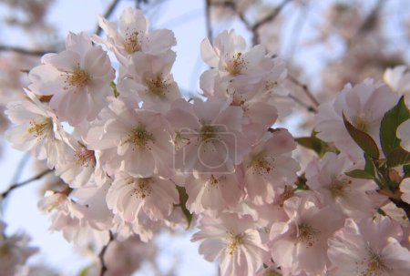 Branch of light pink cherry tree (sakura) in full bloom close-up illuminated by sunlight against a blurred blue background