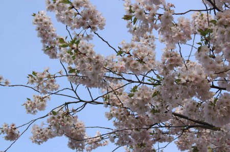 Landscape photo of branches of light pink cherry tree (sakura) in full bloom against a blue sky