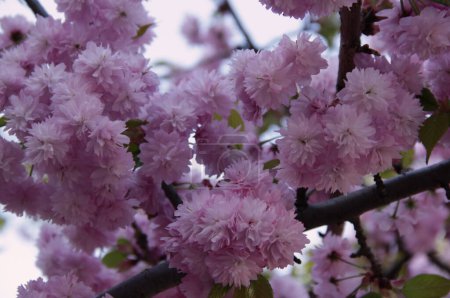 Close-up photo of the branches of bright pink cherry tree (sakura) in full bloom against a blurred background in the park