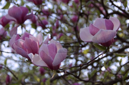 Photo for Close-up photo of blooming branch with white and pink large magnolia flowers in full bloom on blurred background with bokeh effect - Royalty Free Image