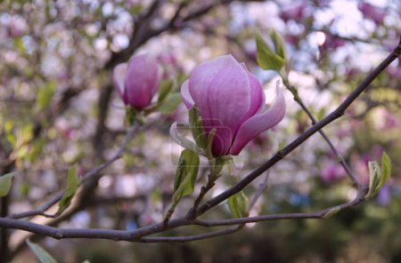 Photo for Close-up photo of a branch with white and pink magnolia flower in full bloom on a blurred bokeh background - Royalty Free Image