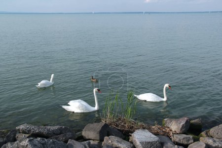 Photo for Landscape photo with the smooth surface of Lake Balaton and white swans and duck in the foreground in Hungary - Royalty Free Image