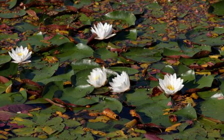 Close-up photo of snow-white water lilies surrounded by green leaves in a lake