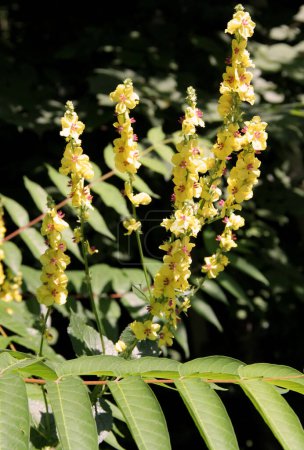 Photo of a flowering bush of the wild bear's ear plant (verbascum thapsus) on a blurred background illuminated by sunlight