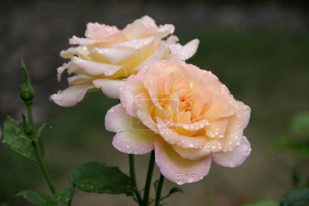 Close-up photo of light yellow-pink roses with raindrops on a blurred green background
