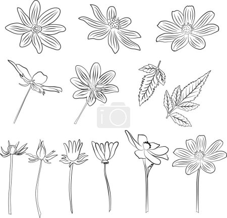 Illustration for Flower life stages from bud to full blossom, outline, set of vector illustrations. - Royalty Free Image