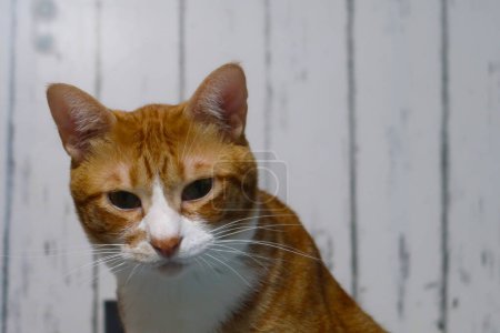 Téléchargez les photos : Drôle portrait de chat tabby orange regardant choqué ou surpris sur fond gris. drôle chaton domestique joue dans la maison. - en image libre de droit
