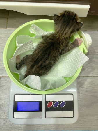 Foto de Lindo gatito mullido pequeño se pesa en la balanza. Medicina veterinaria para animales, concepto de cuidado de la salud de mascotas. Enfoque selectivo. - Imagen libre de derechos