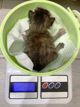 Cute fluffy small kitten is weighed on scale. Vet medicine for animals, pets health care concept. Selective focus.