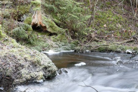 Téléchargez les photos : Beautiful stream in the forest in Finland - en image libre de droit
