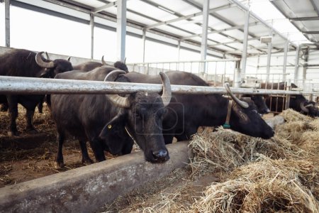 Photo for The buffaloes in the pen stuck out their heads to graze. Agriculture, farming and animal husbandry concept - a herd of buffaloes eating hay in a cow shed on a dairy farm. High quality photo - Royalty Free Image