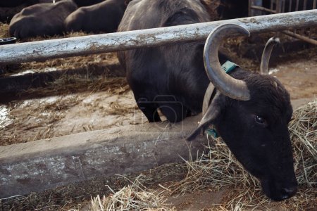 Foto de Los búfalos en el corral sacaron sus cabezas para pastar. Concepto de agricultura, agricultura y ganadería: una manada de búfalos que comen heno en un establo de vacas en una granja lechera. Foto de alta calidad - Imagen libre de derechos