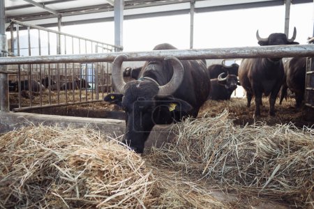 Foto de Los búfalos en el corral sacaron sus cabezas para pastar. Concepto de agricultura, agricultura y ganadería: una manada de búfalos que comen heno en un establo de vacas en una granja lechera. Foto de alta calidad - Imagen libre de derechos