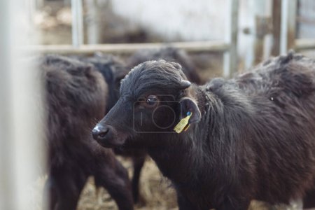 Photo for The buffaloes in the pen stuck out their heads to graze. Agriculture, farming and animal husbandry concept - a herd of buffaloes eating hay in a cow shed on a dairy farm. High quality photo - Royalty Free Image