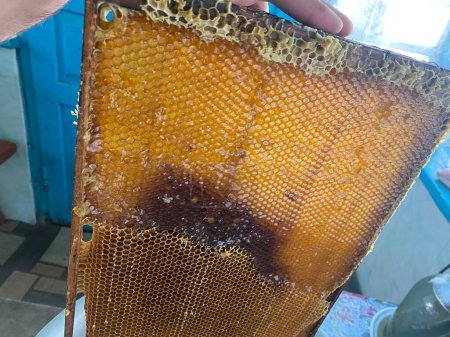 Foto de Textura de fondo y patrón de una sección de panal de cera de una colmena de abejas llena de miel dorada en una vista de marco completo. Foto de alta calidad - Imagen libre de derechos