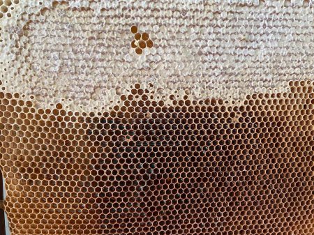 Foto de Textura de fondo y patrón de una sección de panal de cera de una colmena de abejas llena de miel dorada en una vista de marco completo. Foto de alta calidad - Imagen libre de derechos