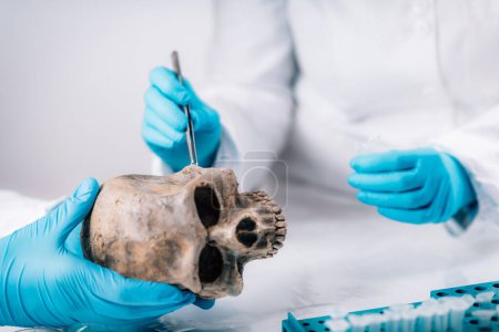Téléchargez les photos : Bioarchéologie. Jeune archéologue analysant le crâne humain dans un ancien laboratoire d'ADN
. - en image libre de droit