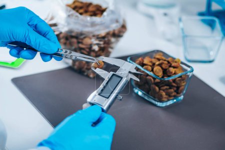 Photo for Pet Food Safety Test. Measuring Dry Pet Food Kibble with Vernier Caliper in Laboratory - Royalty Free Image