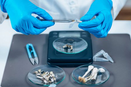 Téléchargez les photos : Préparation de micro doses de champignons psilocybines dans le laboratoire scientifique pour l'expérience - en image libre de droit