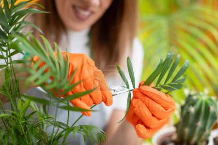 Female gardener meticulously trims dry leaves on plants, demonstrating care for her flourishing home garden