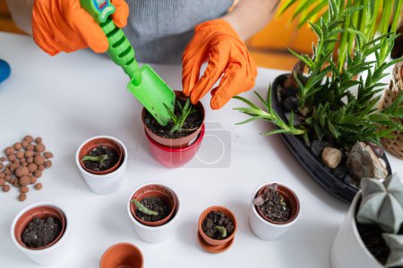 Indoor Gardening: Eine Frau zieht Pflanzen zu Hause auf, schafft eine grüne Oase und fördert die Verbindung zur Natur