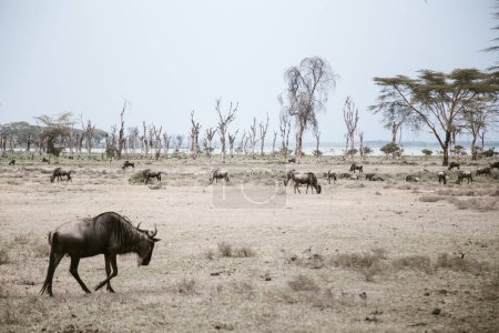 Photo for Buffaloes, zebras, giraffes on safari in Africa. Wild savannah in Kenya. Wildlife. - Royalty Free Image