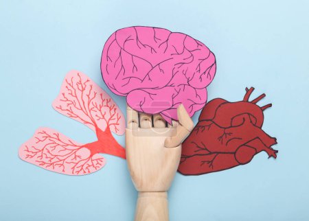 Foto de La mano de madera selecciona el cerebro anatómico, el corazón y los pulmones sobre un fondo azul - Imagen libre de derechos