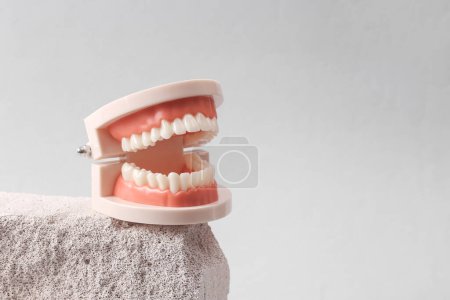 Foto de Minimalistic scene with artificial plastic jaw model on the stone. Caring for teeth concept. Abstract composition - Imagen libre de derechos