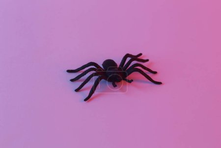 Decorative halloween spider in neon light