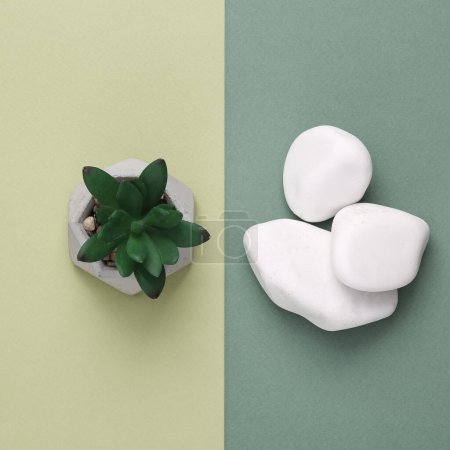 Téléchargez les photos : Derative plant with pebbles on green two tone background. Top view - en image libre de droit