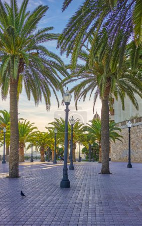 Photo for Tarragona, Spain, the Paseo del las Palmas , palm walk, on the seafront - Royalty Free Image