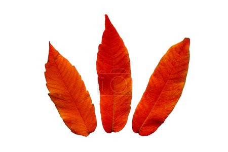 Téléchargez les photos : Trois feuilles rouge vif de Staghorn sumac Rhus typhina isolées sur fond blanc. Automne. Couleurs rouge et orange. - en image libre de droit