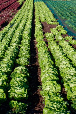 Photo for Agriculture, vegetable growing: perspective view of field with heads of lettuce - Royalty Free Image