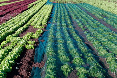 Foto de Agricultura, cultivo de hortalizas: perspectiva del campo con cabezas de lechuga y red protectora - Imagen libre de derechos