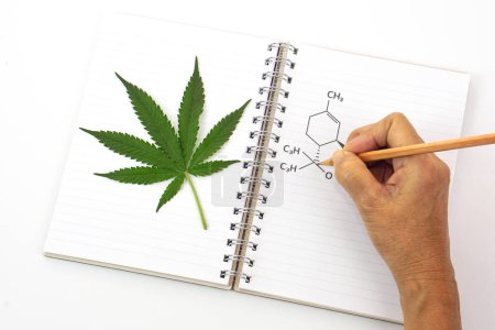 Frisches Cannabisblatt oder Marihuanablatt auf Buch und die Hand, die chemische Formel auf Notizbuch mit Bleistift schreibt. Forschung, Kräuter- und Medizinkonzept.