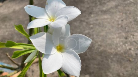 schöne weiße Bougainvillea spectabilis glabra