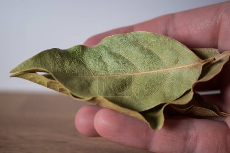 Photo pour Main tenant des feuilles de laurier séchées, laurus nobilis - image libre de droit