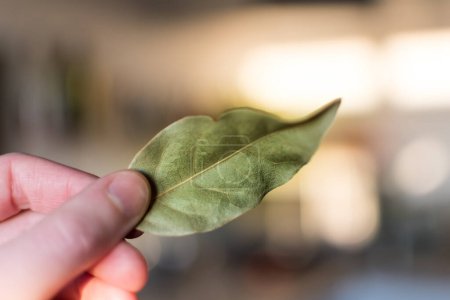 Photo for Hand holding dried bay leaves, laurus nobilis - Royalty Free Image