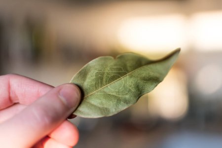Foto de Mano sosteniendo hojas de laurel secas, laurus nobilis - Imagen libre de derechos