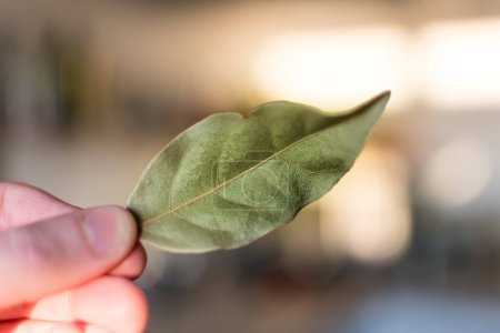 Photo for Hand holding dried bay leaves, laurus nobilis - Royalty Free Image