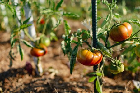 Foto de Ox heart tomatoes in an ecological garden with mulching and biodegradable link, Solanum lycopersicum, cuor di bue - Imagen libre de derechos