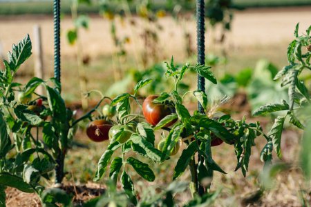 Téléchargez les photos : Ox heart tomatoes in an ecological garden with mulching and biodegradable link, Solanum lycopersicum, cuor di bue - en image libre de droit
