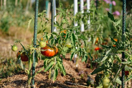 Foto de Ox heart tomatoes in an ecological garden with mulching and biodegradable link, Solanum lycopersicum, cuor di bue - Imagen libre de derechos