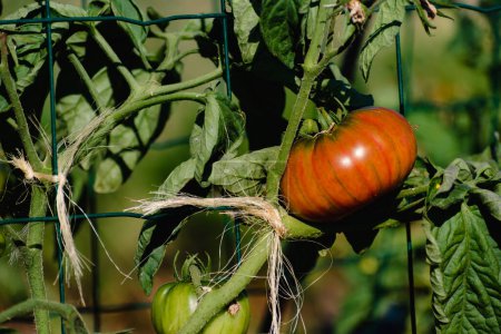 Téléchargez les photos : Ox heart tomatoes in an ecological garden with mulching and biodegradable link, Solanum lycopersicum, cuor di bue - en image libre de droit
