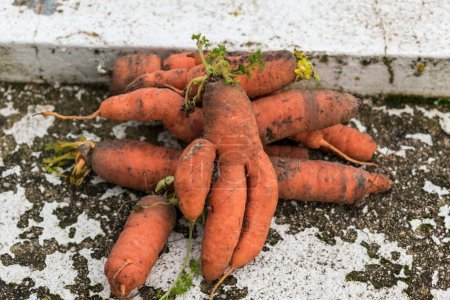 Téléchargez les photos : Funny carrots, homemade zero waste ugly food, antioxydant and non gmo vegetable, daucus carota - en image libre de droit