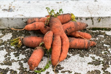 Photo for Funny carrots, homemade zero waste ugly food, antioxydant and non gmo vegetable, daucus carota - Royalty Free Image