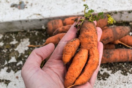 Funny carrots, homemade zero waste ugly food, antioxydant and non gmo vegetable, daucus carota