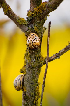 Téléchargez les photos : Mignon escargot jaune et brun accroché à une branche d'arbre, cepaea nemoralis - en image libre de droit